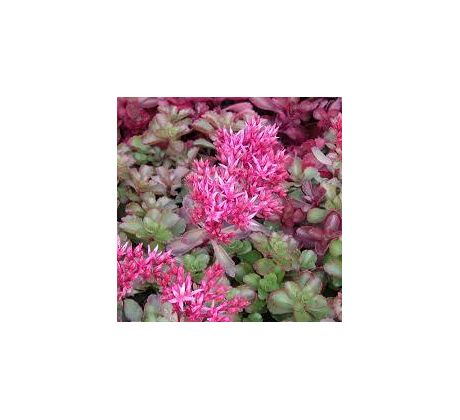 Sedum 4