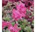 Sedum 4