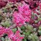 Sedum 4
