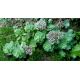 Sedum 3