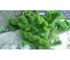 Sedum 8