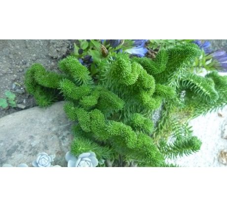 Sedum 8
