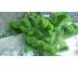 Sedum 8