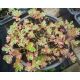 Sedum 9