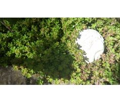 Sedum 11