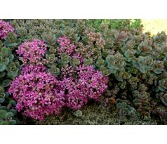 Sedum 10