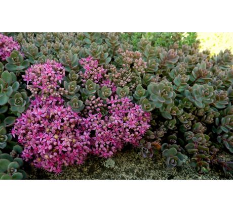 Sedum 12