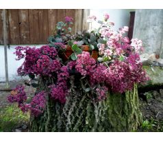 Sedum 27