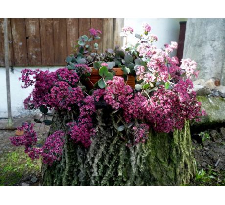 Sedum 27
