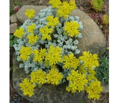 Sedum 29