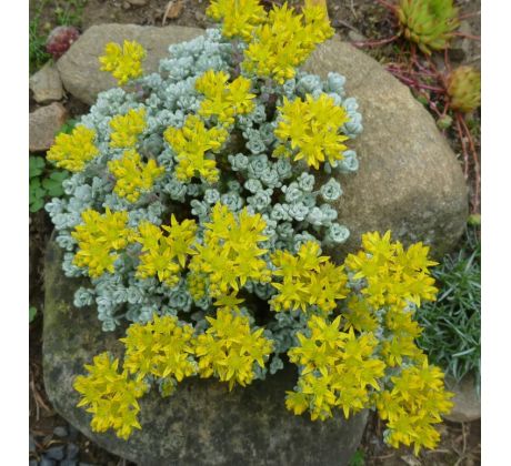 Sedum 29