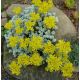 Sedum 29