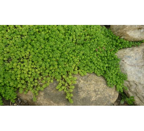 Sedum 21 (Sedum album Micranthum)