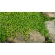 Sedum 21 (Sedum album Micranthum)