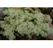 Sedum 21 (Sedum album Micranthum)