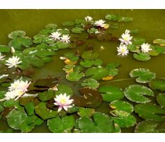 Leknín růžový(Nymphaea)
