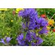 Zvonek klubkatý (Campanula glomerata)