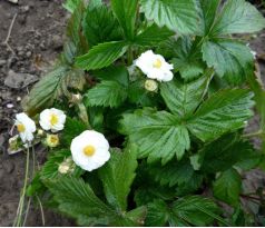 Plnokvětá jahoda (Fragaria vesca " Flore Pleno ")