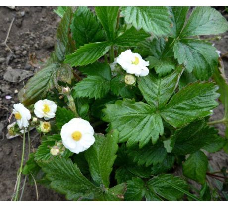 Plnokvětá jahoda (Fragaria vesca " Flore Pleno ")