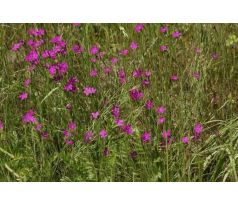 Kartouzek (Dianthus carthusianorum)