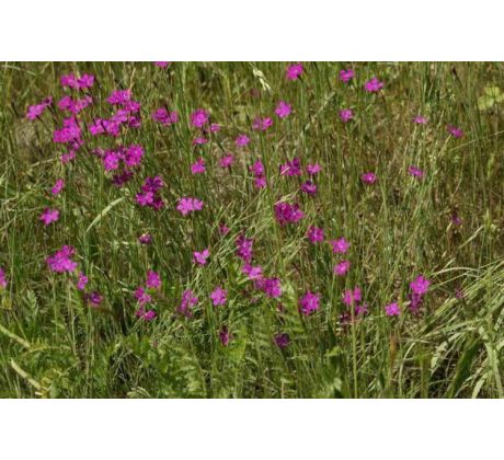 Kartouzek (Dianthus carthusianorum)