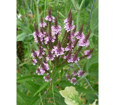 Verbena hastata