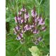 Verbena hastata