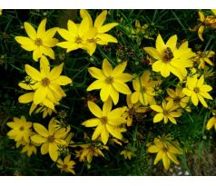 Krásnoočko "Zagreb" (Coreopsis verticiliata)