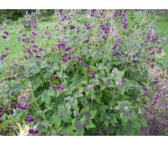 Kakost hnědočervený (Geranium phaeum)