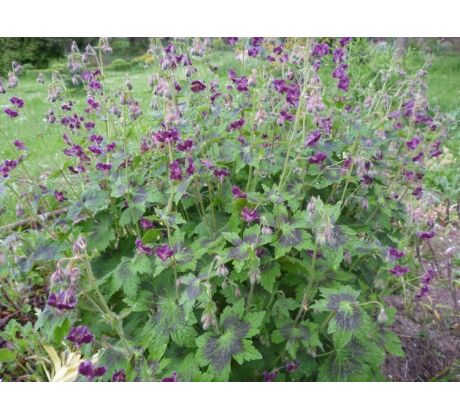 Kakost hnědočervený (Geranium phaeum)