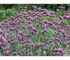 Verbena bonariensis