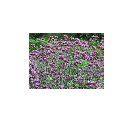 Verbena bonariensis