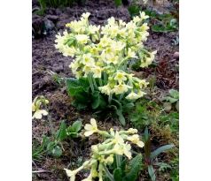 Prvosenka jarní (Primula verna)