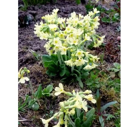 Prvosenka jarní (Primula verna)