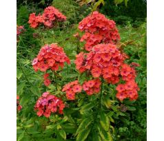 Vysoký flox 4 (Phlox paniculata)