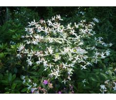 Trubučka trojlistá (Gillenia trifoliata)