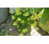 Skalkový Trýzel (Erysimum pumilum)