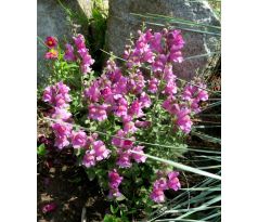Antirrhinum glutinosum
