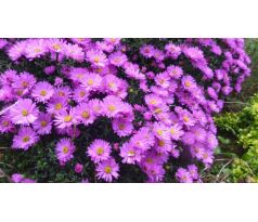 Nízká podzimní astra 3(Aster dumosus)