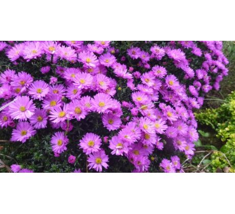 Nízká podzimní astra 3(Aster dumosus)