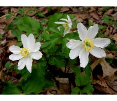 Sasanka hajní (Anemone nemerosa)