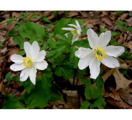 Sasanka hajní (Anemone nemerosa)