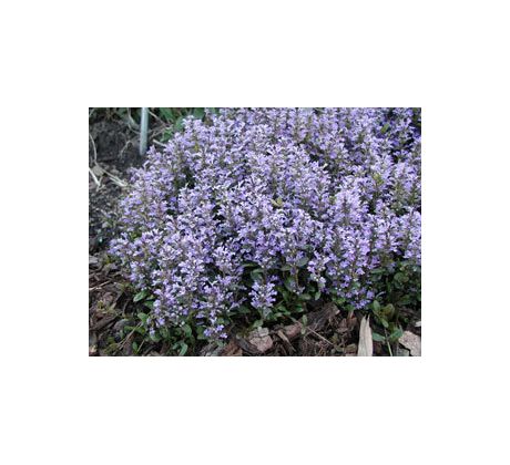 Ajuga tenorii " Mauro "