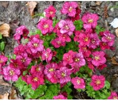 Lomikámen (Saxifraga x arendsii " Rosenzwerg ")