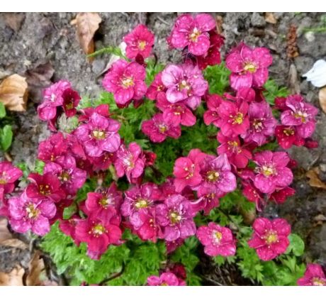 Lomikámen (Saxifraga x arendsii " Rosenzwerg ")