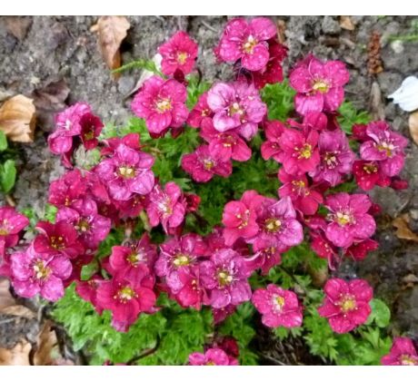 Lomikámen (Saxifraga x arendsii " Rosenzwerg ")