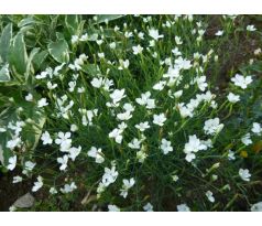 Karafiát 8 (Dianthus deltoides)