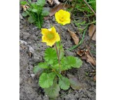 Geum montanum