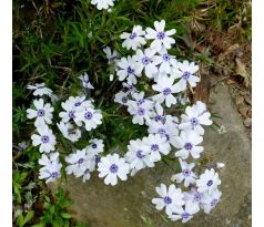 Skalkový floxík 2 (Phlox subulata)