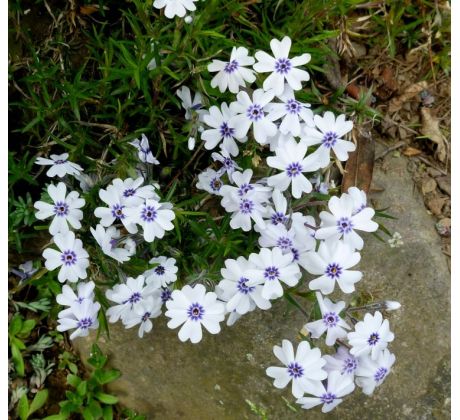 Skalkový floxík 2 (Phlox subulata)